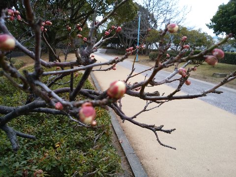 そんな中でも、公園の白梅は蕾をふくらませています。過去の投稿を見ると、この時季にはもう何輪か咲いていた年もあるんですけどね。