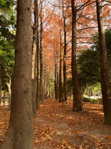 でもこのラクウショウの小径ではまだきれいな紅葉が楽しめます。