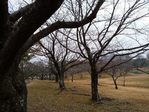 春日公園の桜たちは、今はすっかり枝だけの姿です。でも来春にはまた満開の花を咲かせますよね。　みなさまの来年も花咲く良き年でありますように！