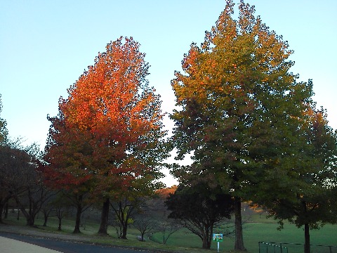 昨日に引き続き，朝日を浴び始めた紅葉です．