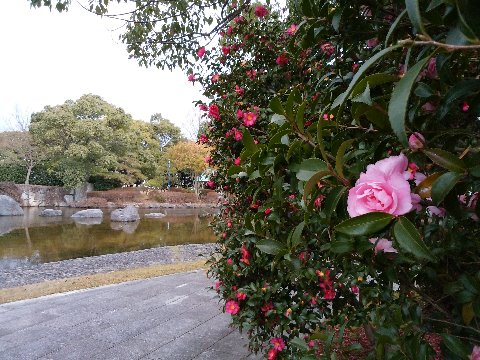 さて、公園内の山茶花はほとんど紅色ですが、ここにだけピンクの花も咲いています。