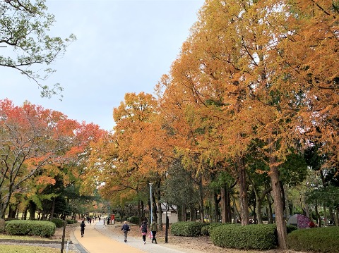 周回路の周辺もこんなに黄葉・紅葉が進んでいます。