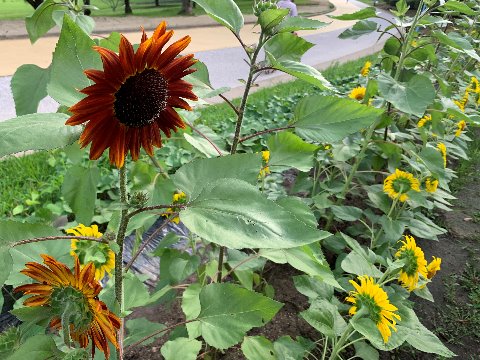 周回路脇のいつもの花壇、今年は向日葵に草丈が違う２種類があるなとは思っていたのですが、片方はご覧のようなユニークな色をしています。ちょっとイメージが違いますねえ。