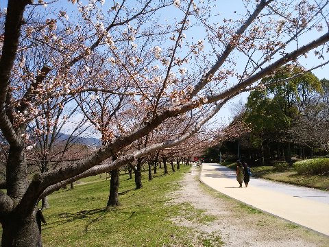 桜も、平均したらまだ一、二分咲きといったところですかね。周回路の定番スポットでこんな感じです。