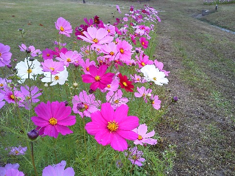 芝生広場のコスモスが盛りです．去年アップしたのと同じような写真になってしまいますが，季節は巡るということでご容赦ください･･･