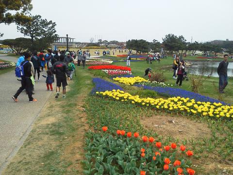 会場の海の中道海浜公園です．こんなきれいな花々がいっぱいでした．