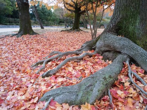台湾楓の巨木の根っこが、自分が落とした枯れ葉に埋もれてあったかそうです。