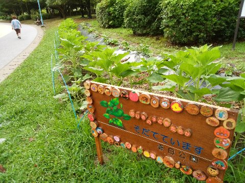さて先日ご紹介した周回路脇の花壇ですが、その後こんな看板が立ちました。「地域の子どもたちが育てています」ということで、ヒマワリだけでなく収穫が楽しめるサツマイモも植えられたんでしょうね。