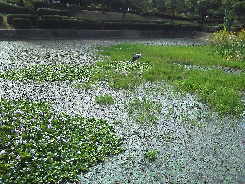 春日公園の調整池で，ホテイアオイの花がきれいです．サギがじっと立っていたので一緒に写そうとしたら，もう１羽がちょうど画面を横切りました．よっしゃ！と思ったのですが，２羽がぴったり重なってしまってました･･･