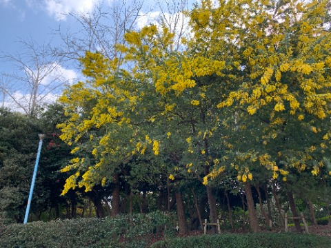 さて、ちょっと過ぎてしまいましたが８日は国際女性デーでした。　この日の象徴となっているのがミモザの花。春日公園にも咲いています。　我が国で初めての女性首相の下、果たしてジェンダー平等は進むのでしょうか？