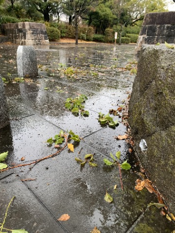 私も彼らに対抗するわけでもないですが、がんばって氷雨と強風の中を歩きました。