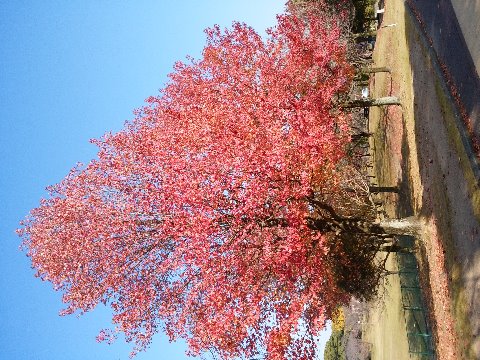 青空に映えるモミジバフウ。この樹は、公園の中でたしか最初に色づくのに、けっこうがんばって長く紅葉を見せてくれます。
