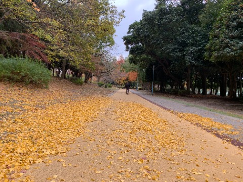 春日公園もあちらこちらで落ち葉がいっぱい。お掃除の人たちが大変そうですが、こんな金色の走路だとちょっとウキウキしませんか？