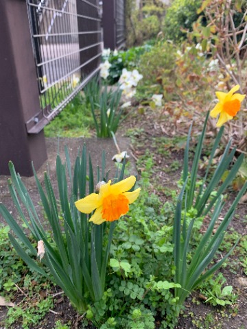 たっち花壇では、黄色や白の水仙が咲いています。