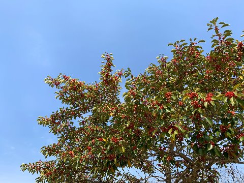 でも午前中はこんな青空の下で走れました。黐の木の実の赤色が映えます。この名前は、樹皮からトリモチを作れることに由来しているそうです。