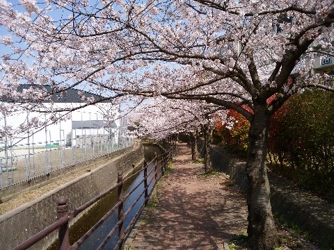 せっかく桜満開の時季なので、今日もちょっと回り道をしてきました。うちの近くなんですが、水辺の歩道が桜のトンネルになっています。