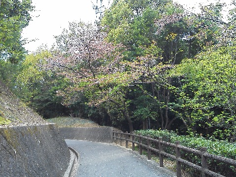 空城山公園の桜は，まだかろうじて残っていて，ご覧の通り一分咲きならぬ一部残りといった感じでした．