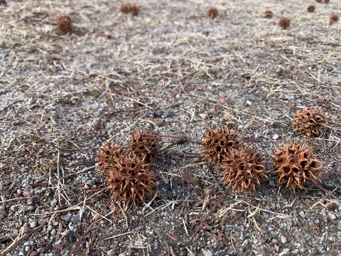 今の時季にはこんなトゲトゲがそこいら中にゴロゴロしています。　ウニではなくてアメリカフウの実です。