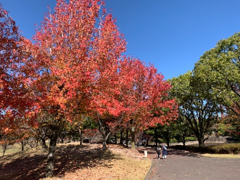 ずいぶんご無沙汰だった公園ですが、思ったよりも紅葉はそんなに進んでいない感じです。　でも例年一番に紅葉するこのモミジバフウ（アメリカフウ）は、こんなにきれいに色づいていました。
