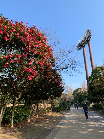 青空を背景に山茶花が盛りです。