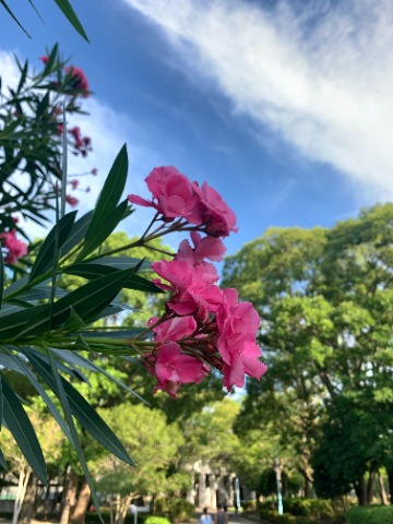台風も過ぎた８月らしい青空を背景に、広島の花、夾竹桃が咲いています。