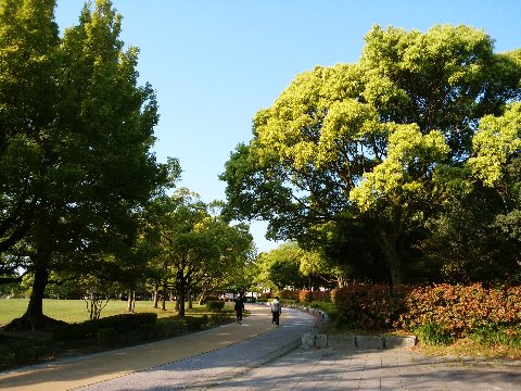 今日の春日公園は、萩の熱戦とは縁遠い新緑の静けさです。