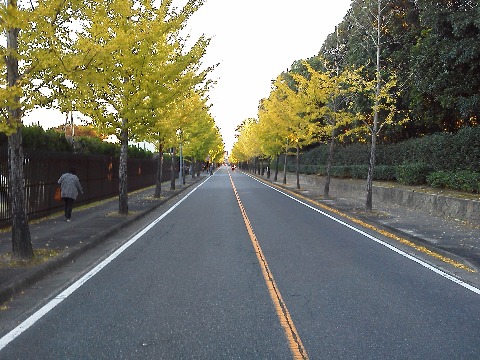 秋も深まってきました．春日公園外周のイチョウ並木も，だいぶ落葉が進んでいます．