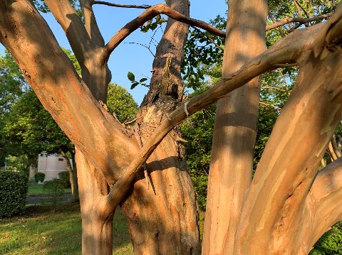 さて、知り合いの方からネタを提供していただいたので、こちらも久しぶりに春日公園ネタです。　これは百日紅（サルスベリ）かな、別々の幹から出た枝が真ん中でくっついているのが分かりますか？　こういうのを「連理（れんり）の枝」っていうんですよね。夫婦や男女の仲睦まじいことのたとえで使われます。出典は、白居易の長恨歌「天にあっては比翼の鳥となり、地にあっては連理の枝とならん」ですが、さてこれは誰が誰に呼びかけた歌でしょうか？