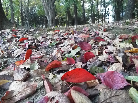 春日公園でも季節は進み，落葉樹の枝はだんだん寂しくなっていますが，その分地表では落ち葉の絨毯がきれいです．