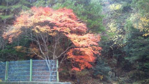 紅葉を見つけては休憩