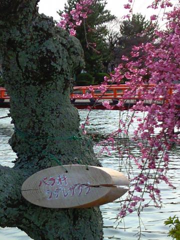 しだれ桜もいい感じ