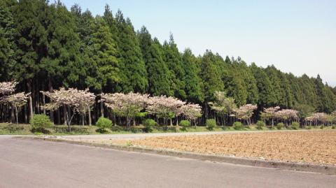 こちらは葉桜