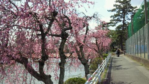 こちらはしだれ桜