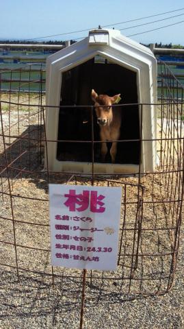 子牛②
・・・・名前は「さくら」・・・・・・・