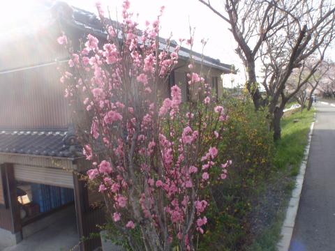 名古屋オフ会募集中＋娘と花見ラン途中ﾘﾀｲｱ