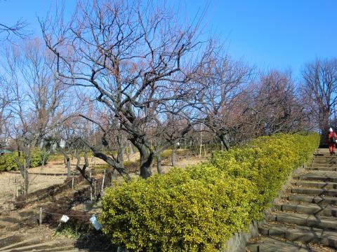 2週間位すれば、梅の花が咲き誇るのでしょうか。
また、来てみよう。