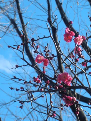 一本だけ咲いていた紅梅。
何だか癒されます。