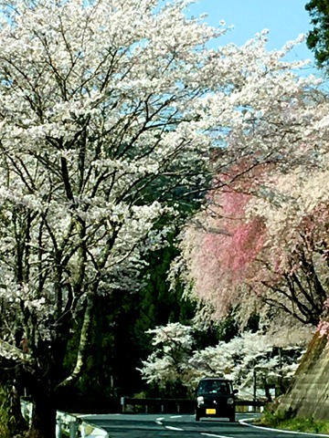 県道54号の桜。（唯一写真が撮れそうな路肩が広がった所に車を停めて）