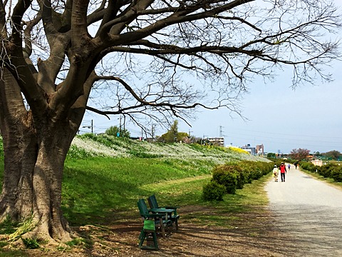 桜、雪柳が終わると、大根、菜の花に移ります。