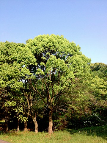 高尾山自然公園にあった「姿の良い木」。　葉の形と3本の葉脈から恐らく多摩川の機と同じ榎と思われる。