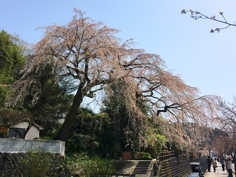有名な日田大原八幡宮の枝垂れ桜。　残念ながらほとんど散ってました、、、