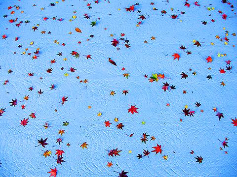 楠公像近くの歩道上の落ち葉。歩道に波のような模様があって、水面に浮かぶ紅葉のようである。