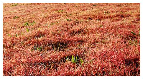 芝生の紅葉