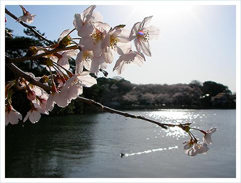 お花見ラン