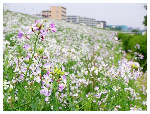 多摩川河川敷の薄紫の野花