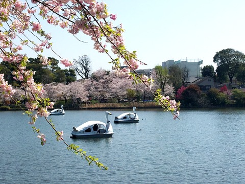 多摩川河川敷から洗足池へ