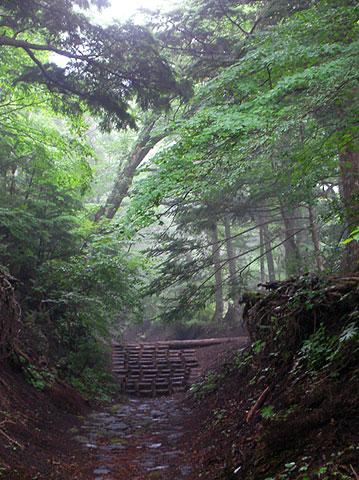 ５合目までは森の中の登山道を登る。石畳と階段で整備されているが、石畳は濡れると滑りやすいので注意。
