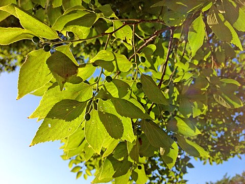 球形のものは榎の実。熟すと赤くなり、食べることができ、甘いそうです。