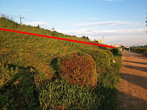 多摩川河川敷の土手の草は、写真の赤線の部分までなぎ倒されており、ここまで増水していたと思われる。水没したためか、ユキヤナギの灌木（中央）が枯れたように葉が無くなっている。