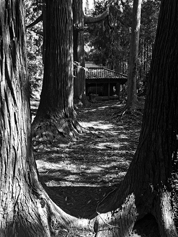 杉の大木の奥に見える愛宕神社
